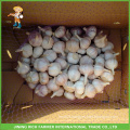 Jinxiang Chinese Fresh Normal White&Pure White&Red&Snow White Garlic 5.0CM Mesh Bag In 10Kg Carton